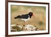 Oystercatcher Calling Out to Mark Territory-null-Framed Photographic Print