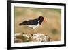 Oystercatcher Calling Out to Mark Territory-null-Framed Photographic Print