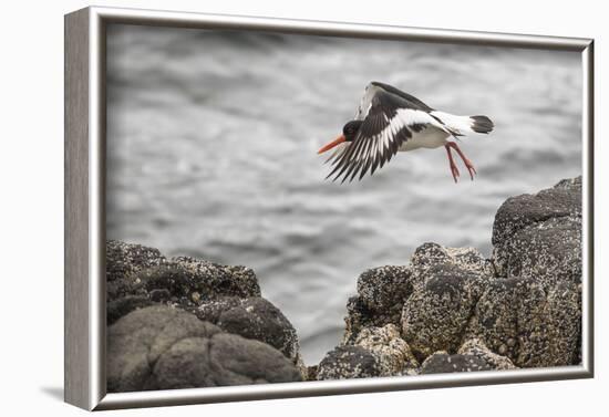 Oystercatcher, Haematopus ostralegus, Faeroese-olbor-Framed Photographic Print