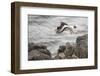 Oystercatcher, Haematopus ostralegus, Faeroese-olbor-Framed Photographic Print