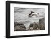 Oystercatcher, Haematopus ostralegus, Faeroese-olbor-Framed Photographic Print