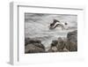 Oystercatcher, Haematopus ostralegus, Faeroese-olbor-Framed Photographic Print