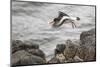 Oystercatcher, Haematopus ostralegus, Faeroese-olbor-Mounted Photographic Print