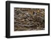 Oystercatcher, Haematopus ostralegus, Faeroese-olbor-Framed Photographic Print