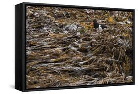 Oystercatcher, Haematopus ostralegus, Faeroese-olbor-Framed Stretched Canvas