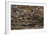 Oystercatcher, Haematopus ostralegus, Faeroese-olbor-Framed Photographic Print