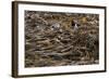 Oystercatcher, Haematopus ostralegus, Faeroese-olbor-Framed Photographic Print