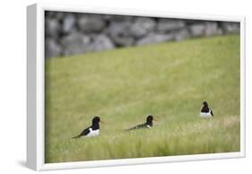 Oystercatcher, Haematopus ostralegus, family-olbor-Framed Photographic Print