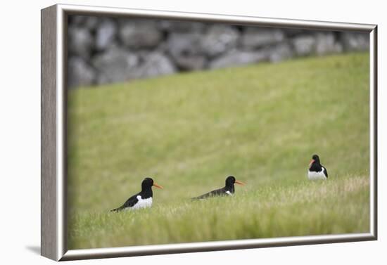 Oystercatcher, Haematopus ostralegus, family-olbor-Framed Photographic Print