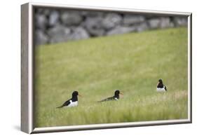 Oystercatcher, Haematopus ostralegus, family-olbor-Framed Photographic Print