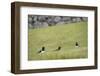 Oystercatcher, Haematopus ostralegus, family-olbor-Framed Photographic Print