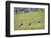 Oystercatcher, Haematopus ostralegus, family-olbor-Framed Photographic Print