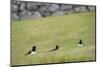 Oystercatcher, Haematopus ostralegus, family-olbor-Mounted Photographic Print