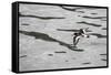 Oystercatcher, Haematopus ostralegus, flight-olbor-Framed Stretched Canvas