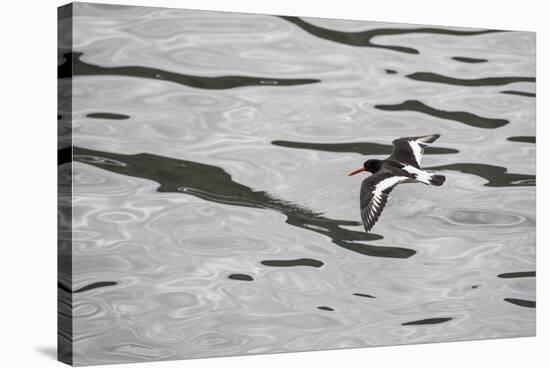 Oystercatcher, Haematopus ostralegus, flight-olbor-Stretched Canvas