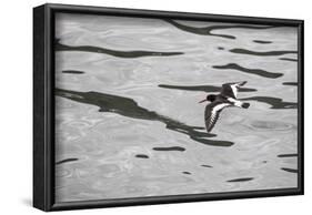 Oystercatcher, Haematopus ostralegus, flight-olbor-Framed Photographic Print