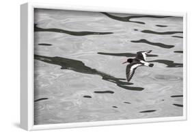 Oystercatcher, Haematopus ostralegus, flight-olbor-Framed Photographic Print