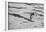 Oystercatcher, Haematopus ostralegus, flight-olbor-Framed Photographic Print