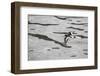 Oystercatcher, Haematopus ostralegus, flight-olbor-Framed Photographic Print