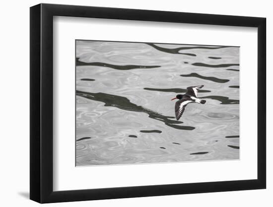 Oystercatcher, Haematopus ostralegus, flight-olbor-Framed Photographic Print