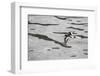 Oystercatcher, Haematopus ostralegus, flight-olbor-Framed Photographic Print