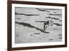 Oystercatcher, Haematopus ostralegus, flight-olbor-Framed Photographic Print