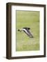 Oystercatcher, Haematopus ostralegus, in flight-olbor-Framed Photographic Print