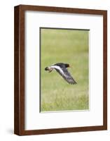 Oystercatcher, Haematopus ostralegus, in flight-olbor-Framed Photographic Print