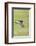 Oystercatcher, Haematopus ostralegus, in flight-olbor-Framed Photographic Print