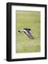 Oystercatcher, Haematopus ostralegus, in flight-olbor-Framed Photographic Print