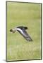 Oystercatcher, Haematopus ostralegus, in flight-olbor-Mounted Photographic Print