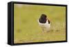 Oystercatcher (Haematopus Ostralegus) on Machair Grassland, Outer Hebrides, Scotland, UK, June-Fergus Gill-Framed Stretched Canvas