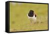 Oystercatcher (Haematopus Ostralegus) on Machair Grassland, Outer Hebrides, Scotland, UK, June-Fergus Gill-Framed Stretched Canvas