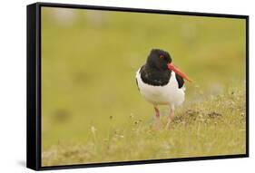 Oystercatcher (Haematopus Ostralegus) on Machair Grassland, Outer Hebrides, Scotland, UK, June-Fergus Gill-Framed Stretched Canvas