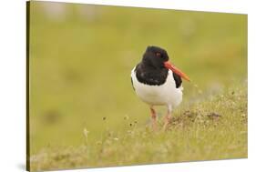 Oystercatcher (Haematopus Ostralegus) on Machair Grassland, Outer Hebrides, Scotland, UK, June-Fergus Gill-Stretched Canvas