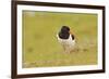 Oystercatcher (Haematopus Ostralegus) on Machair Grassland, Outer Hebrides, Scotland, UK, June-Fergus Gill-Framed Photographic Print