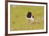 Oystercatcher (Haematopus Ostralegus) on Machair Grassland, Outer Hebrides, Scotland, UK, June-Fergus Gill-Framed Photographic Print