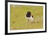 Oystercatcher (Haematopus Ostralegus) on Machair Grassland, Outer Hebrides, Scotland, UK, June-Fergus Gill-Framed Photographic Print