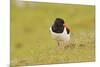 Oystercatcher (Haematopus Ostralegus) on Machair Grassland, Outer Hebrides, Scotland, UK, June-Fergus Gill-Mounted Photographic Print