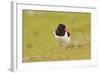 Oystercatcher (Haematopus Ostralegus) on Machair Grassland, Outer Hebrides, Scotland, UK, June-Fergus Gill-Framed Photographic Print