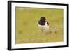 Oystercatcher (Haematopus Ostralegus) on Machair Grassland, Outer Hebrides, Scotland, UK, June-Fergus Gill-Framed Photographic Print