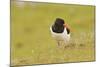 Oystercatcher (Haematopus Ostralegus) on Machair Grassland, Outer Hebrides, Scotland, UK, June-Fergus Gill-Mounted Photographic Print