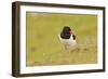 Oystercatcher (Haematopus Ostralegus) on Machair Grassland, Outer Hebrides, Scotland, UK, June-Fergus Gill-Framed Photographic Print