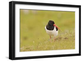 Oystercatcher (Haematopus Ostralegus) on Machair Grassland, Outer Hebrides, Scotland, UK, June-Fergus Gill-Framed Photographic Print