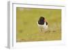 Oystercatcher (Haematopus Ostralegus) on Machair Grassland, Outer Hebrides, Scotland, UK, June-Fergus Gill-Framed Photographic Print