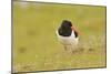 Oystercatcher (Haematopus Ostralegus) on Machair Grassland, Outer Hebrides, Scotland, UK, June-Fergus Gill-Mounted Photographic Print