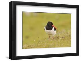 Oystercatcher (Haematopus Ostralegus) on Machair Grassland, Outer Hebrides, Scotland, UK, June-Fergus Gill-Framed Photographic Print