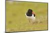 Oystercatcher (Haematopus Ostralegus) on Machair Grassland, Outer Hebrides, Scotland, UK, June-Fergus Gill-Mounted Photographic Print