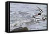 Oystercatcher Landing on Rock-null-Framed Stretched Canvas