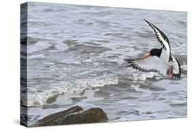 Oystercatcher Landing on Rock-null-Stretched Canvas